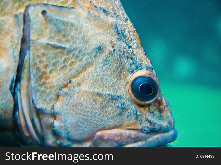 Closeup of a large tropical fish in a tank. Closeup of a large tropical fish in a tank