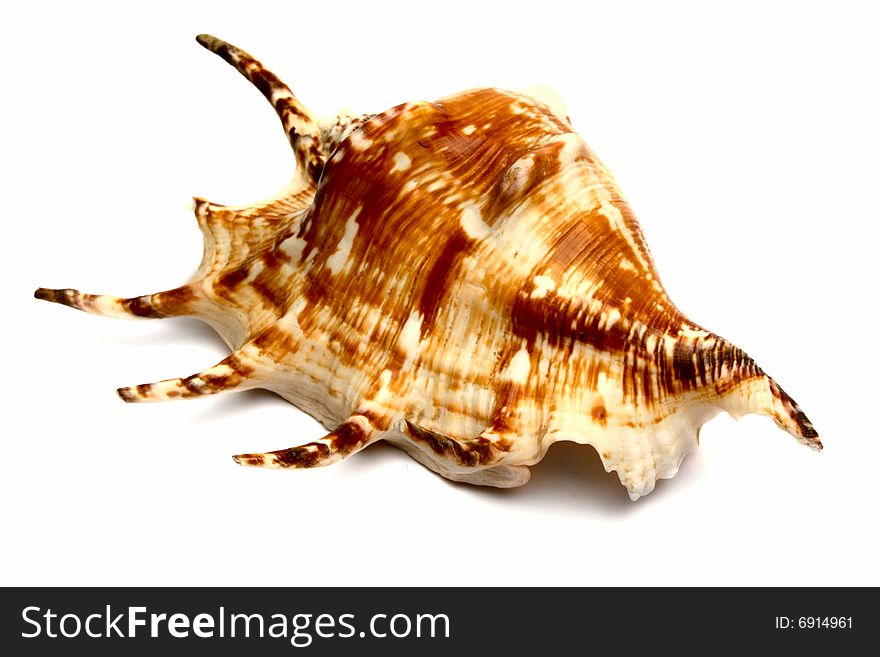 The sea souvenir a cockleshell on a white background is isolated