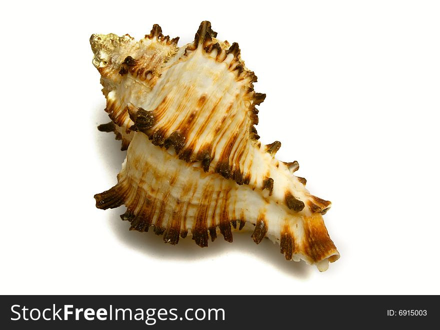 The sea souvenir a cockleshell on a white background is isolated