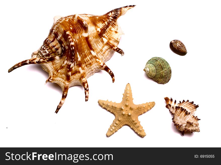 The set of sea souvenirs on a white background is isolated