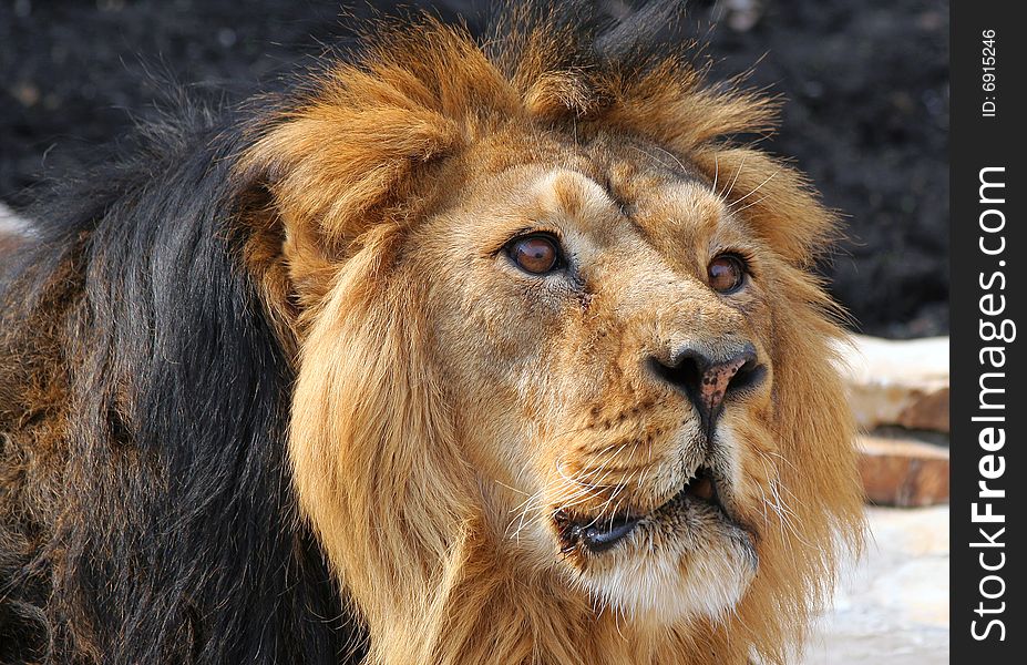 A male lion watching you