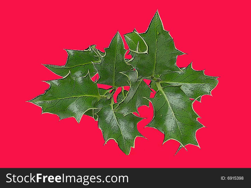 A sprig of holly featured on a red background as a card