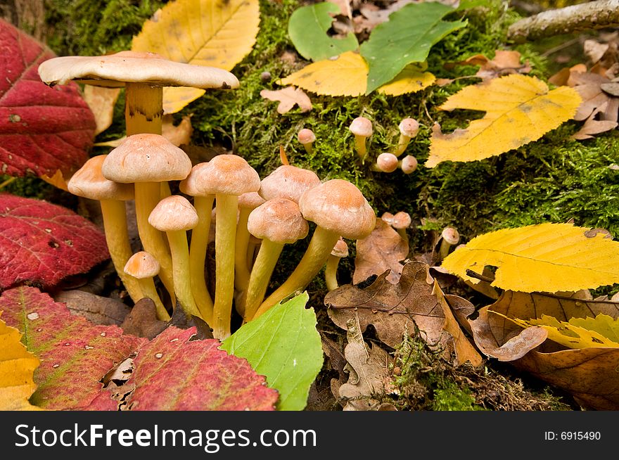 Mushrooms False Honey Agarics.