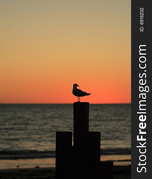Seagull sitting on a timber bar in dusk. Seagull sitting on a timber bar in dusk