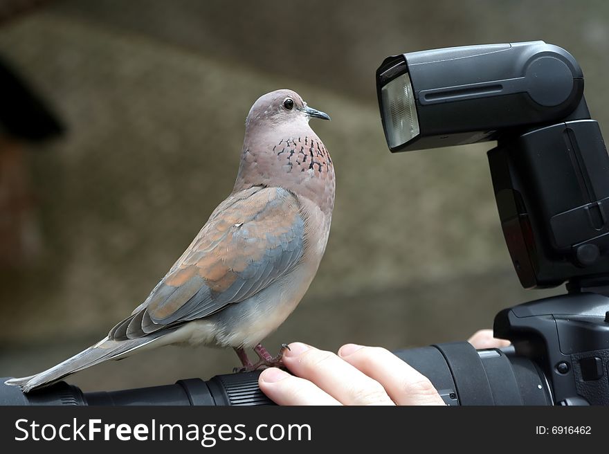 Dove bird perched on a photographers lens. Dove bird perched on a photographers lens