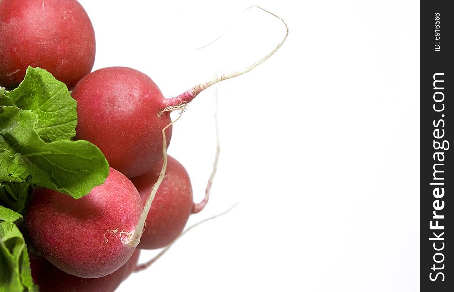 The bunch of radishes on white background