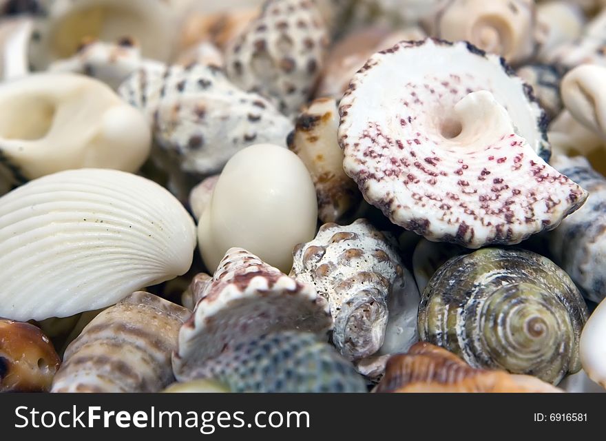 Different shells lying chaotically on the background. Different shells lying chaotically on the background