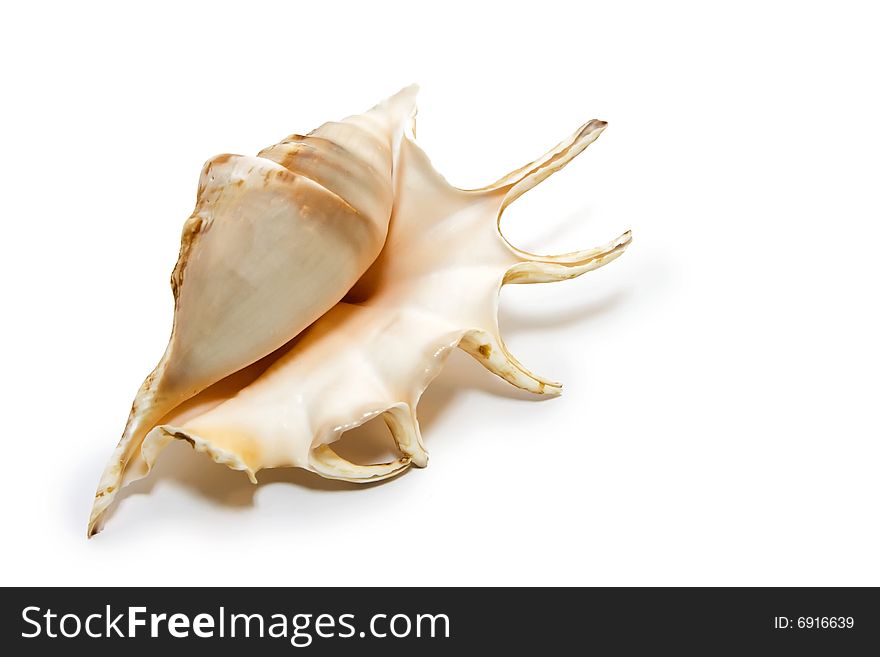 Beautiful sea shell lying on white background