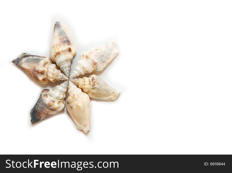 Shells like a flower isolated on white background
