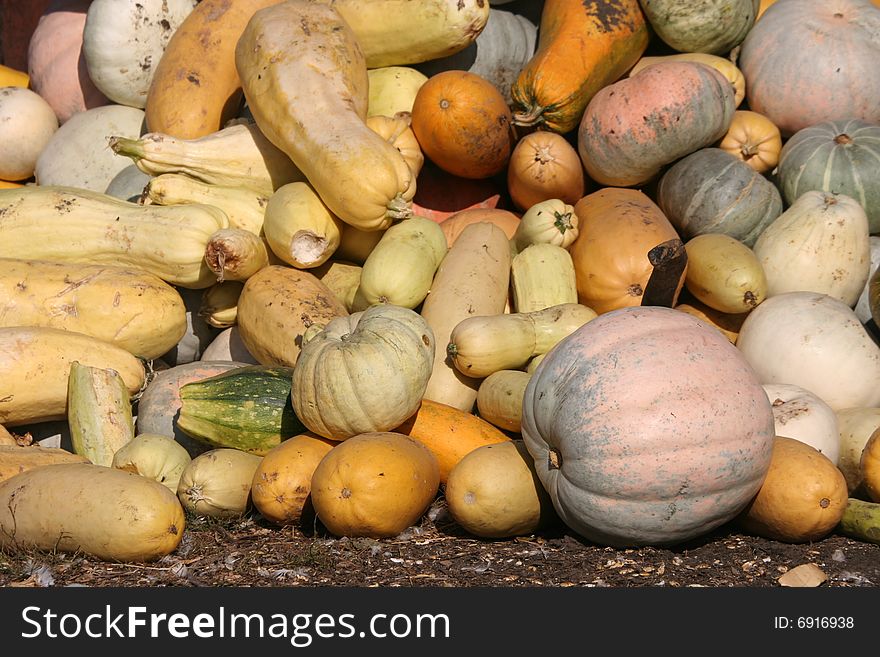 Autumn crop.There are many pumpkins on a farmer court yard.