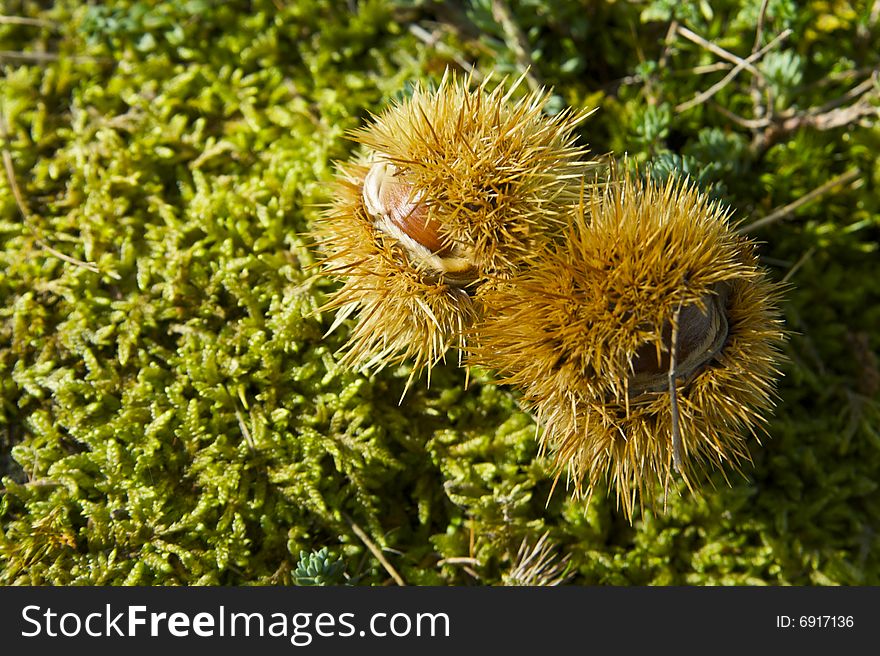 A good chestnuts in the green