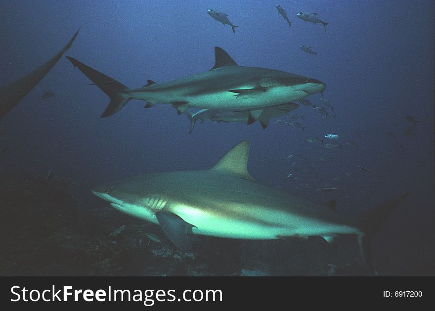 Feeding sharks off roatan island, honduras;. Feeding sharks off roatan island, honduras;