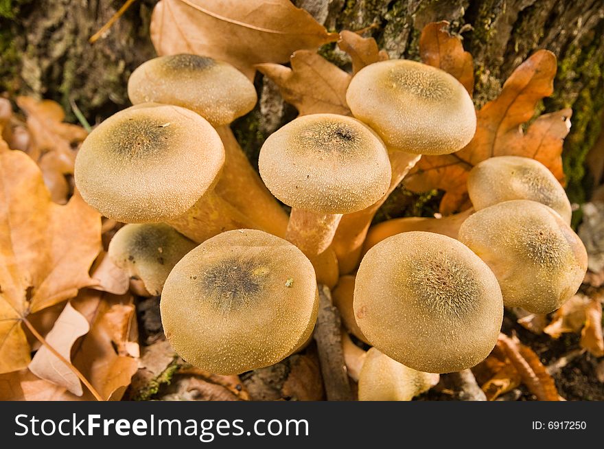 Mushrooms honey agarics autumn. Armillaria mellea. L.