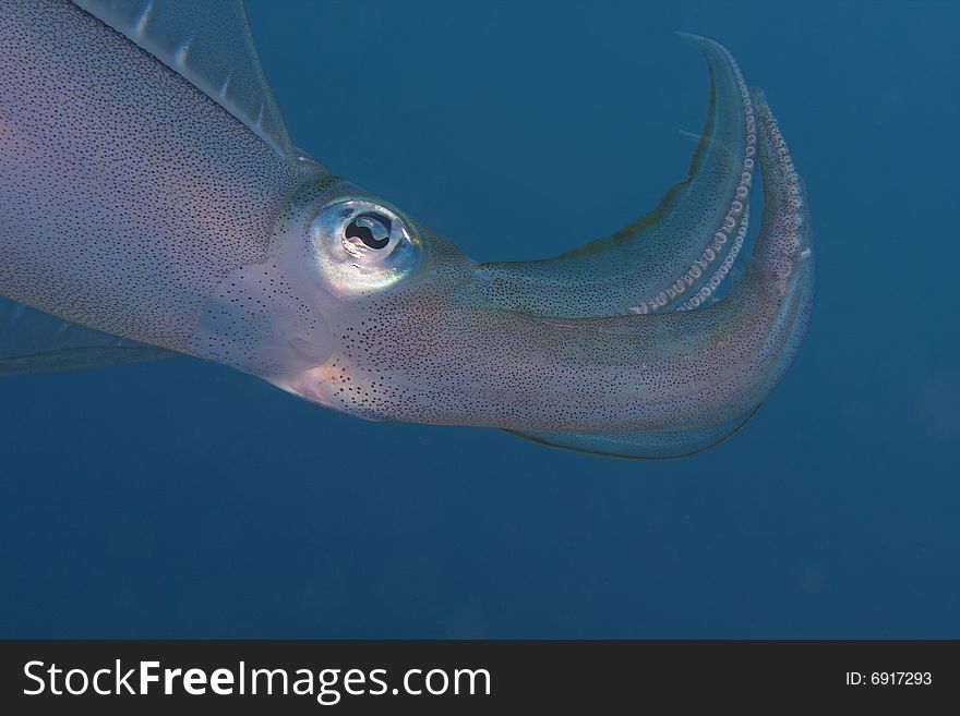 Closeup of bigfin reef squid (Sepioteuthis lessoniana) against dark blue water in Lembeh Strait, North Sulawesi, Indonesia