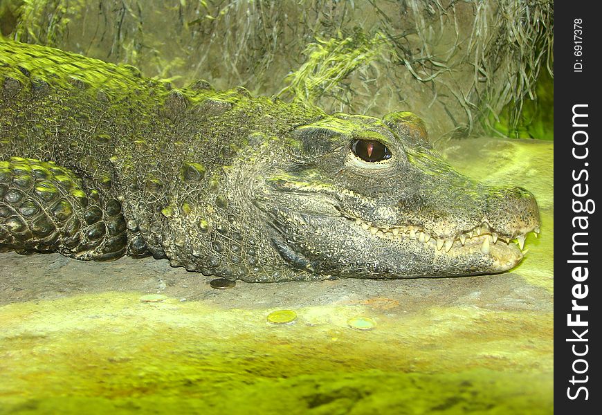 Portrait of the shown crocodile