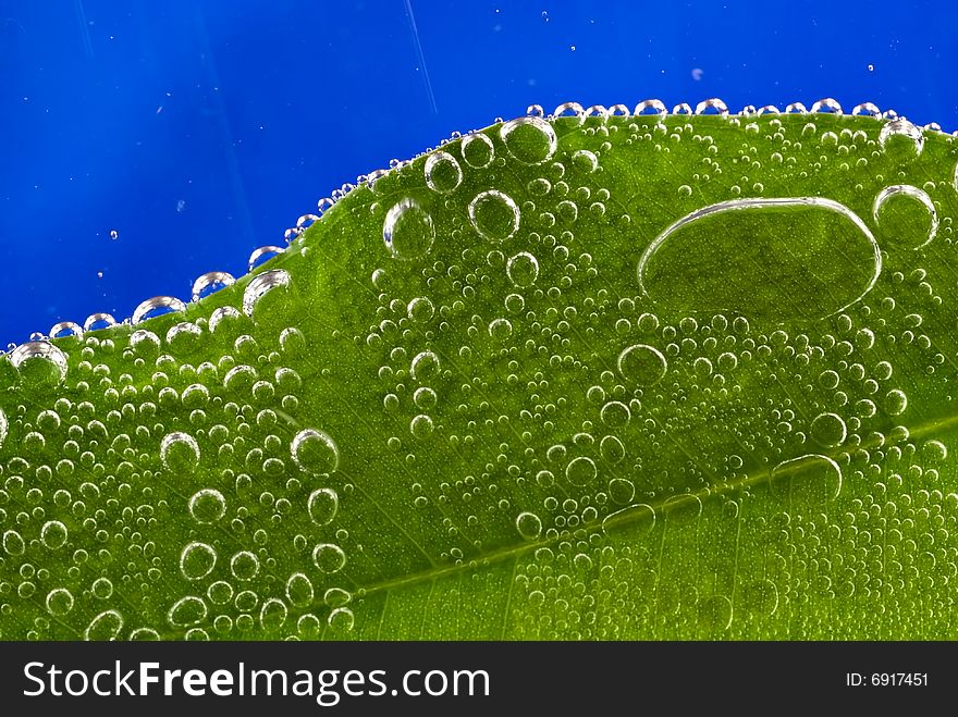 Green leaf with bubbles on blue background