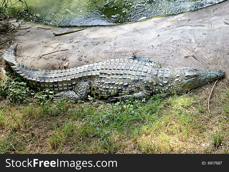 Nile crocodile near the pond. Nile crocodile near the pond