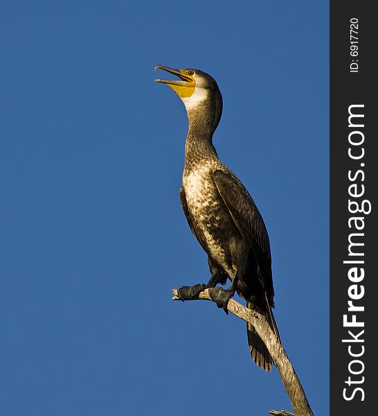 Black Cormorant on a dry branch.