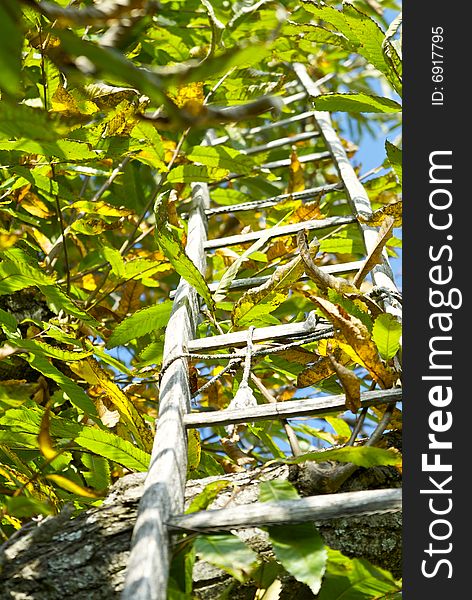 Stairway into Tree in autumn. Stairway into Tree in autumn