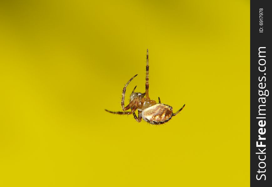Sleeping spider on isolated yellow background.