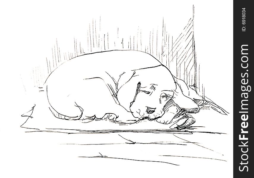 Spaniel is resting on the floor. Black ink on the white background.