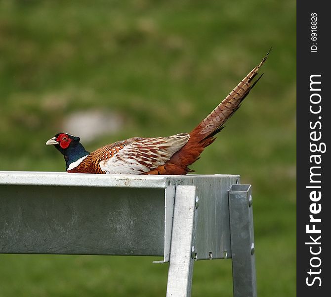 Pheasant feeding from animal trough