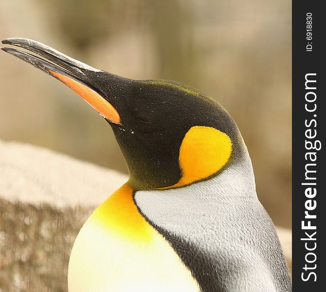 Photograph of a King Penguin