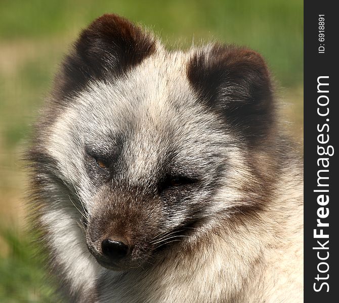 Photo of a Arctic Fox- Alopex lagopus. Photo of a Arctic Fox- Alopex lagopus