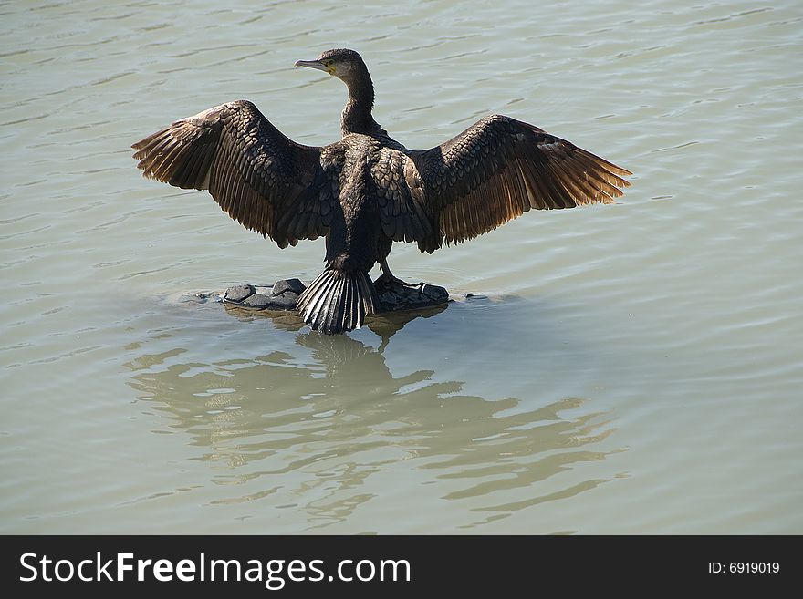 The bird the big cormorant on a pond dries wings.
&& Phalacrorax carbo L. The bird the big cormorant on a pond dries wings.
&& Phalacrorax carbo L.