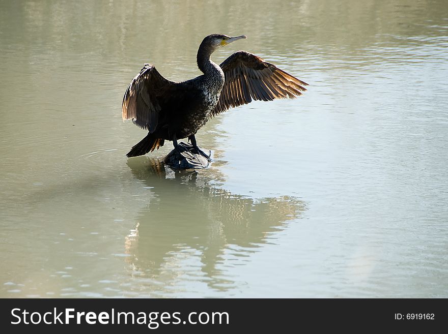 The bird the big cormorant on a pond dries wings. && Phalacrorax carbo L. The bird the big cormorant on a pond dries wings. && Phalacrorax carbo L.