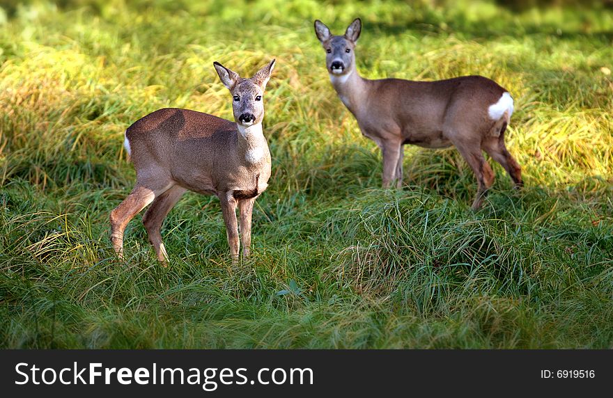 Young roe-deers standing on the meadow. Young roe-deers standing on the meadow