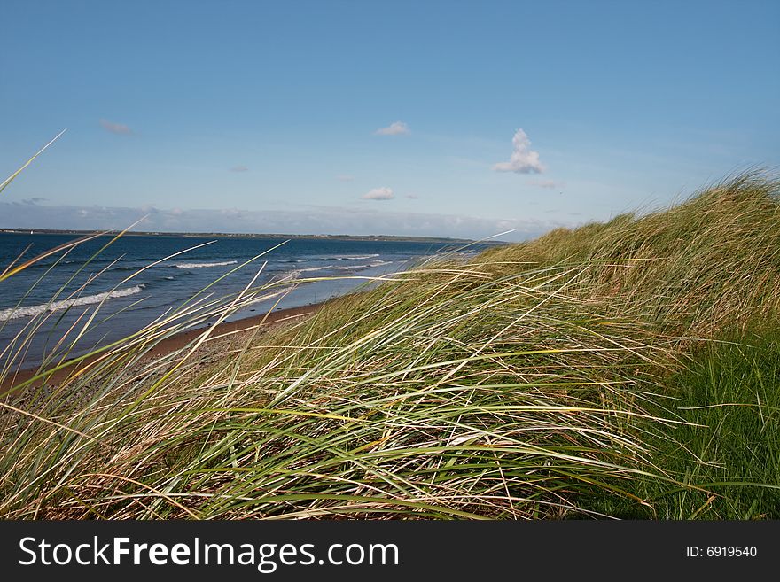 Tall grass on the sand dunes in kerry ireland. Tall grass on the sand dunes in kerry ireland