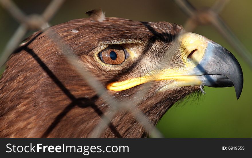 The photo represents the eagle behind the net in the zoo. The photo represents the eagle behind the net in the zoo