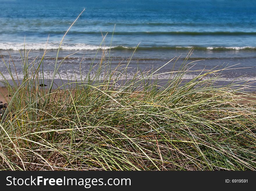 Tall grass on the sand dunes in kerry ireland. Tall grass on the sand dunes in kerry ireland