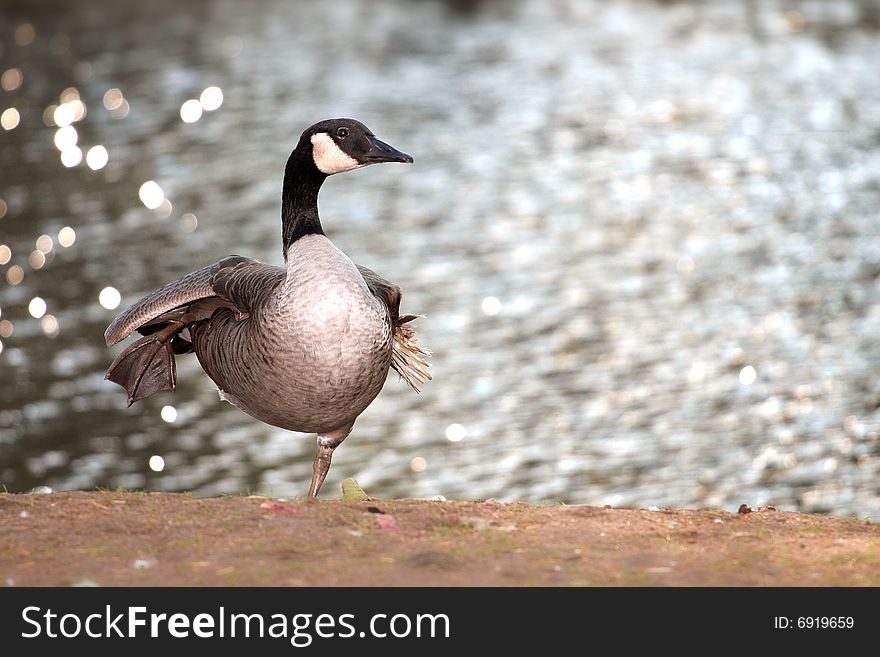 The Canada goose, Branta canadensis. The Canada goose, Branta canadensis