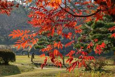 Leaves Turn Red And Orange In Autumn In Tokyo, Japan Royalty Free Stock Images Leaves Turn Red And Orange In Autumn In Tokyo, Japan Royalty Free Stock Images