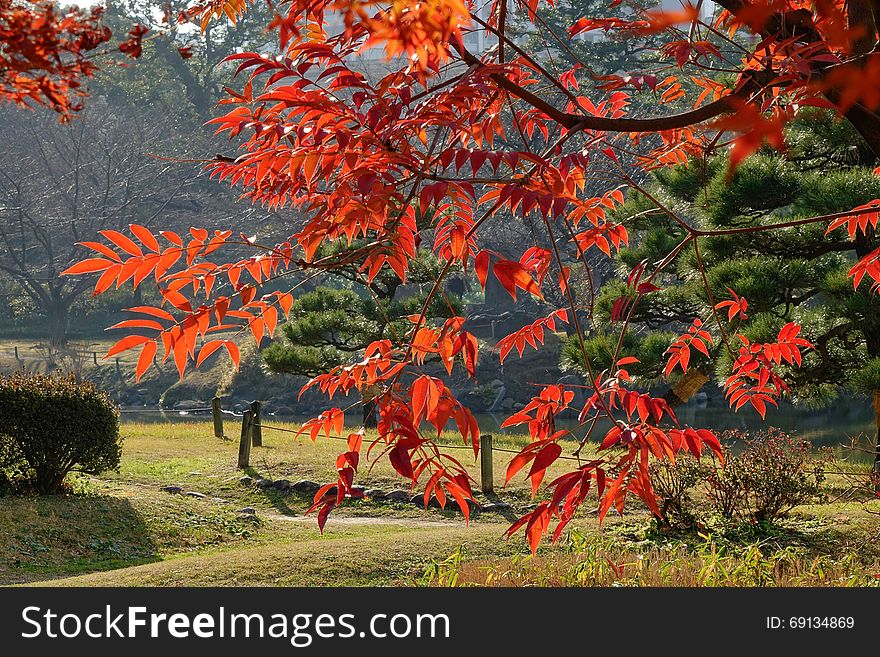 Leaves turn red and orange in Autumn in Tokyo, Japan.