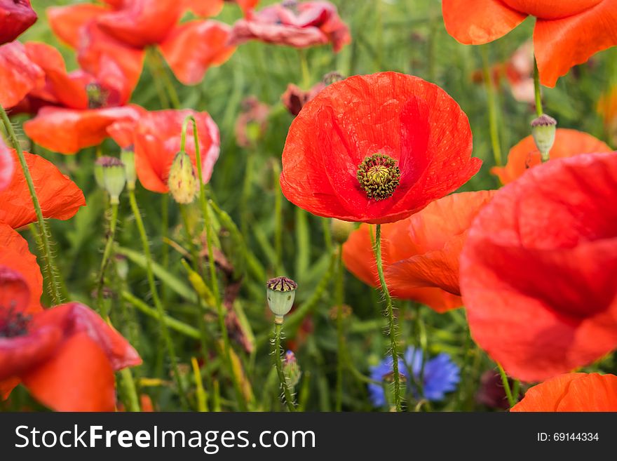 Wild poppies flowers