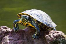 Turtle On Rock Stock Photo