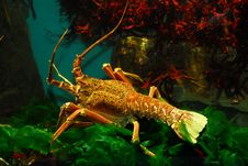 Big Crayfish Stock Image Big Crayfish Stock Image
