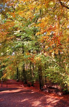 Beech Forest In Autumn Stock Photo Beech Forest In Autumn Stock Photo