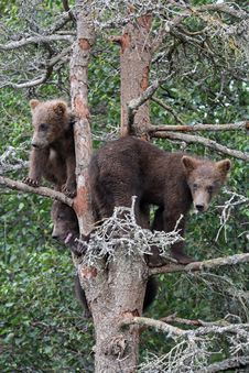 3 Grizzly Cubs In Tree 8 Royalty Free Stock Photo