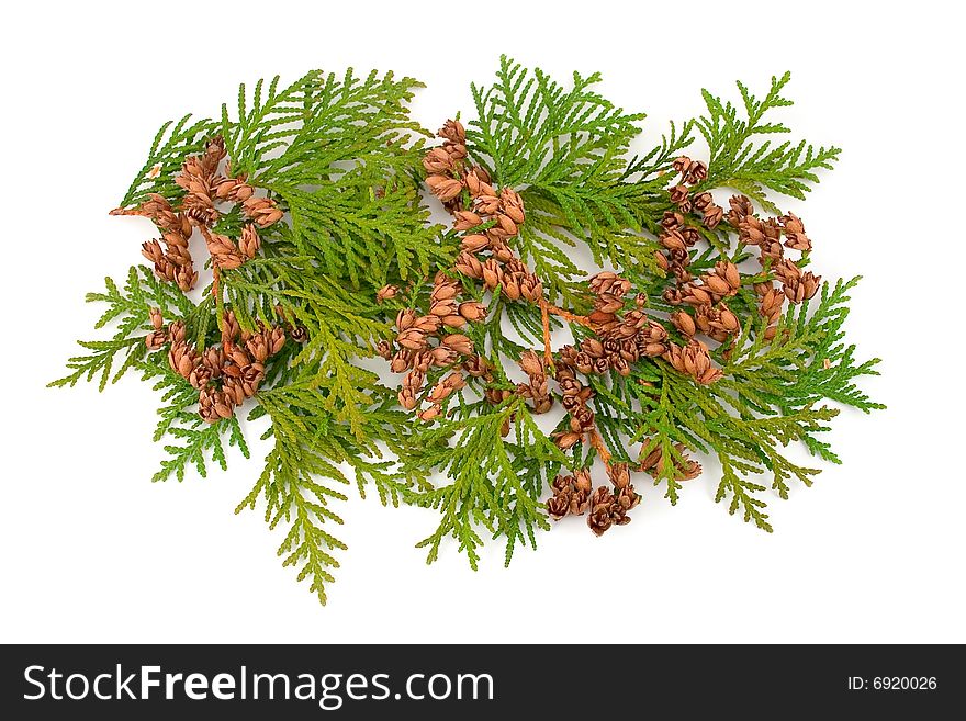 Thuja plant evergreen coniferous decorative curative medicinal kidneys seeds fruits with green branches on white background. Thuja plant evergreen coniferous decorative curative medicinal kidneys seeds fruits with green branches on white background