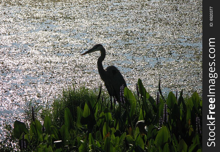 This is a lake with a heron silhoette and the lake grass in the forground in florida. This is a lake with a heron silhoette and the lake grass in the forground in florida