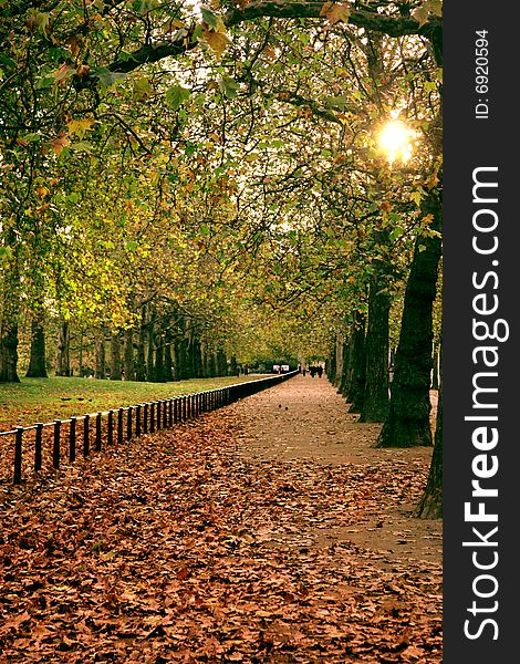 Row of trees in autumn time