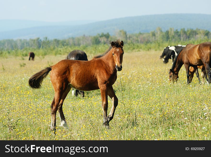Foal Redhead on pasture on background of the mountains
