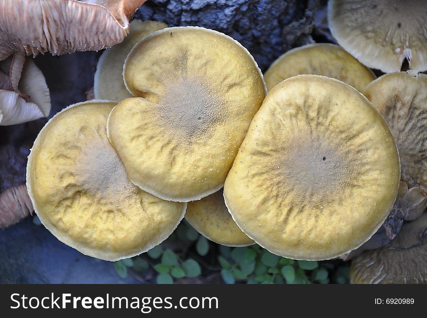 Yellow mushroom near the tree