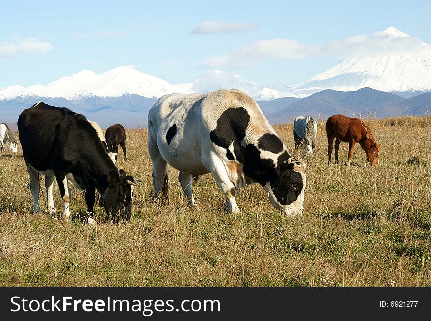 Enormous oxen grazes on pasture