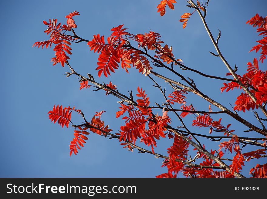 Red sheet of rowanberry on background blue sky