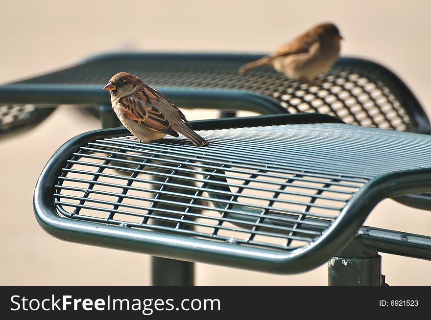 Two Birds Sitting near a Picnic Table